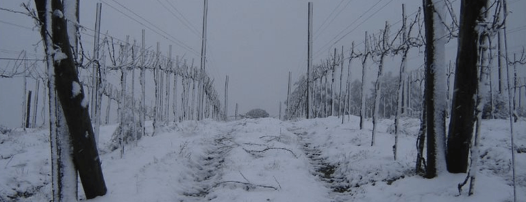 1.427 metros: onde nascem os vinhos de altitude da Vinícola Hiragami.